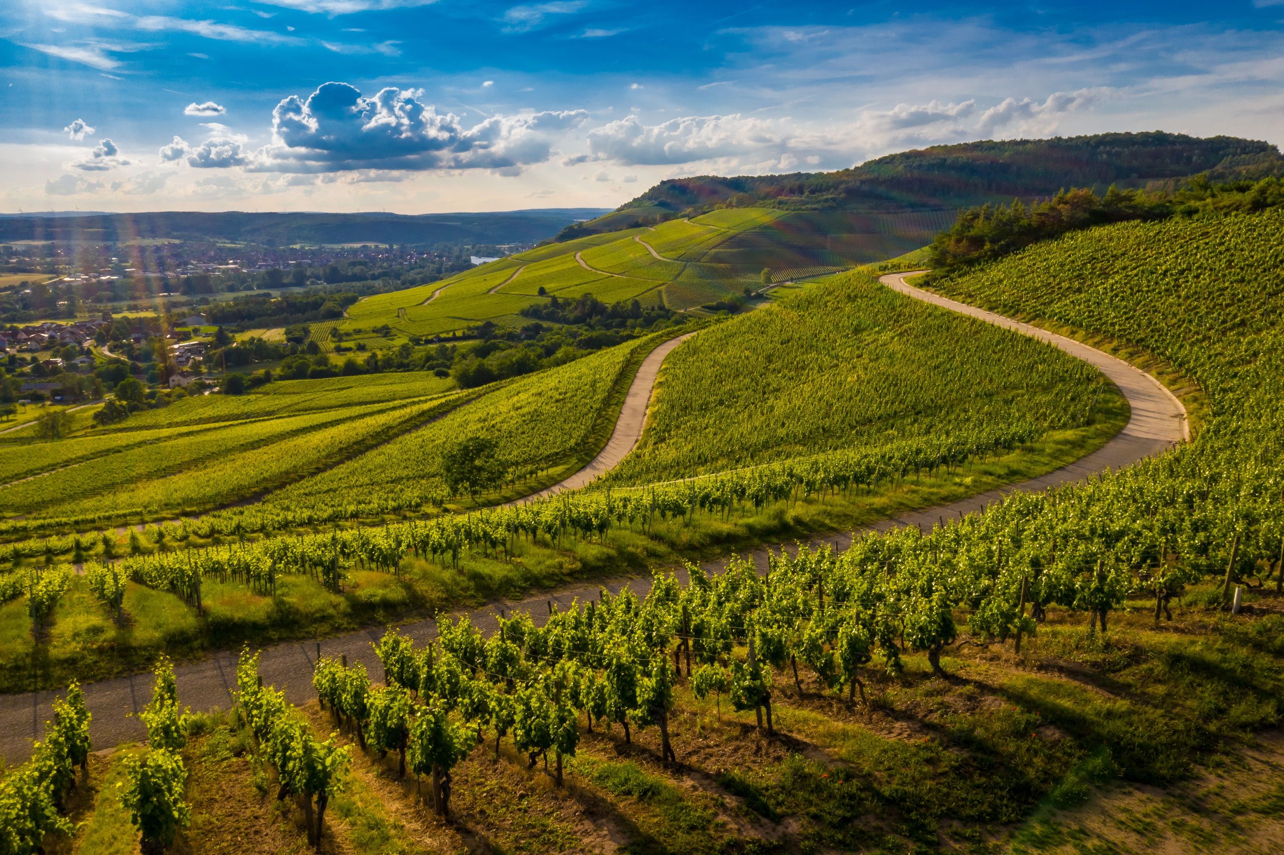 The photo shows rolling hills covered with vineyards and a winding path running through them under…