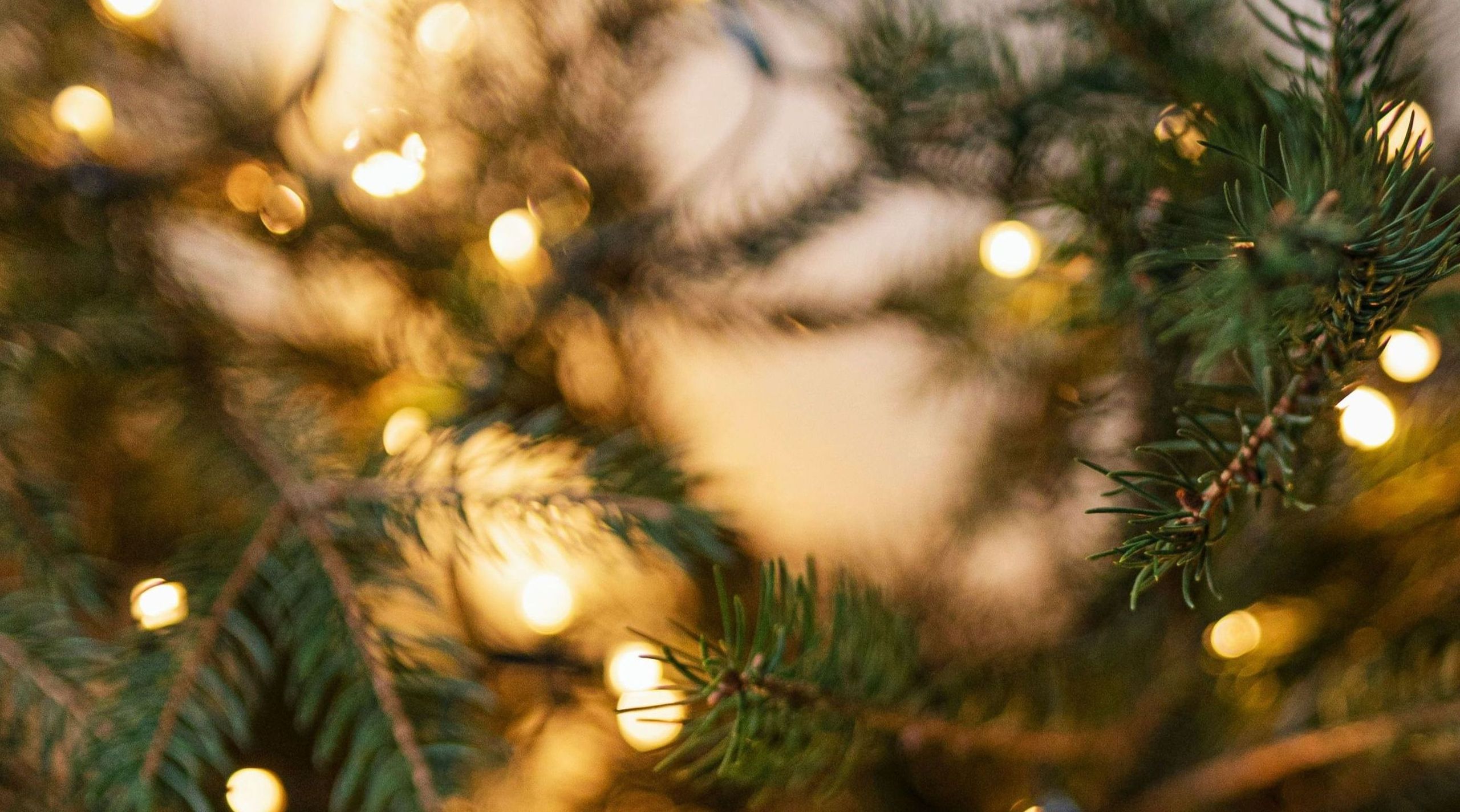 Das Foto zeigt eine Nahaufnahme eines Weihnachtsbaumzweigs mit Lichtern.